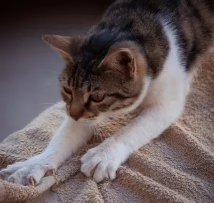 #6 - She Kneads You or Her Blanket Like She's Nursing (Image Credits: Pexels)