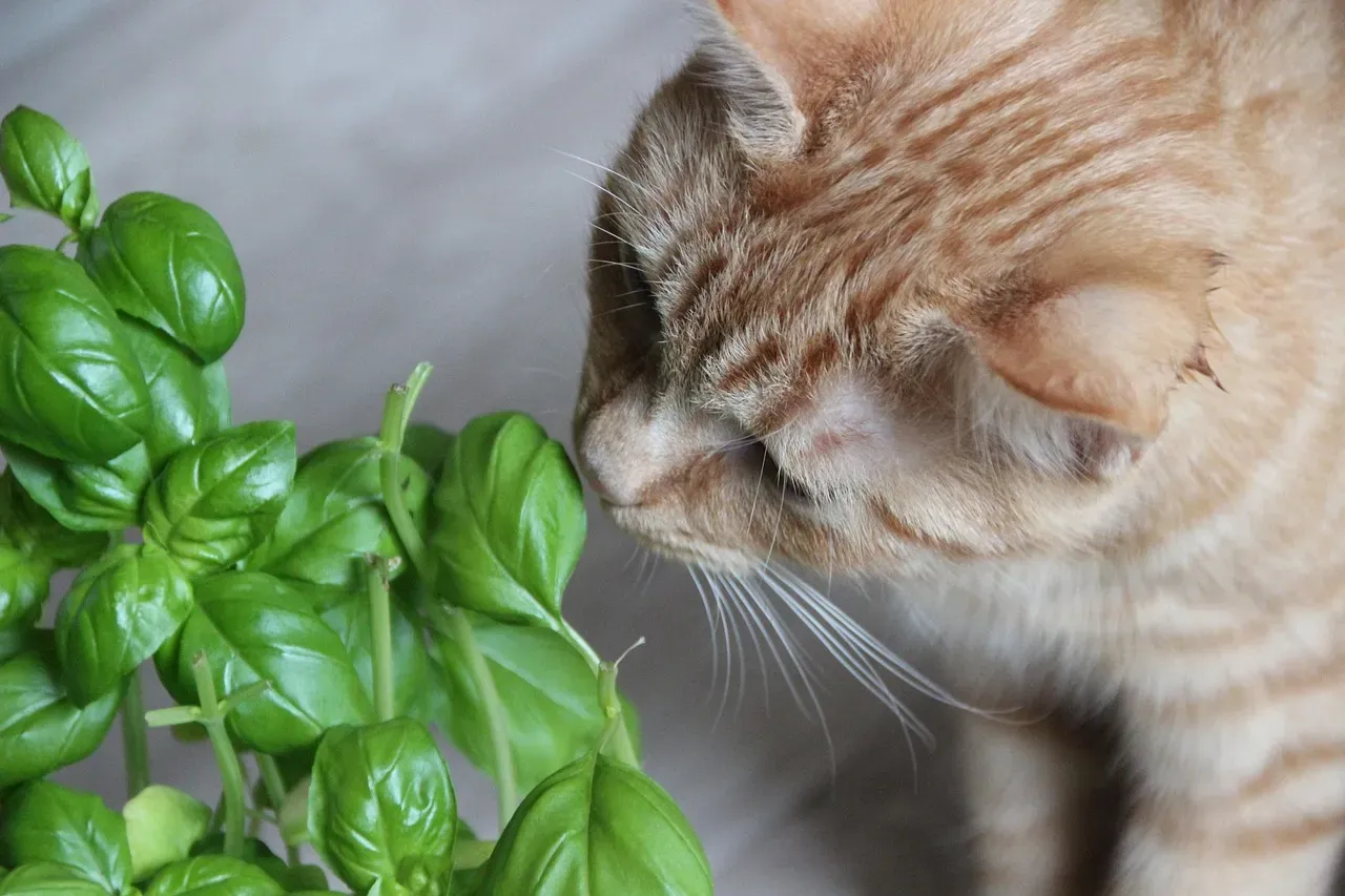 Basil: The Kitchen Herb That Gets Their Attention (Image Credits: Pixabay)