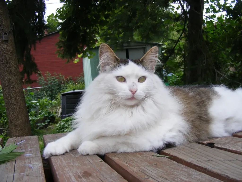#11 Turkish Angora (Helena Jacoba, Flickr, CC BY 2.0)