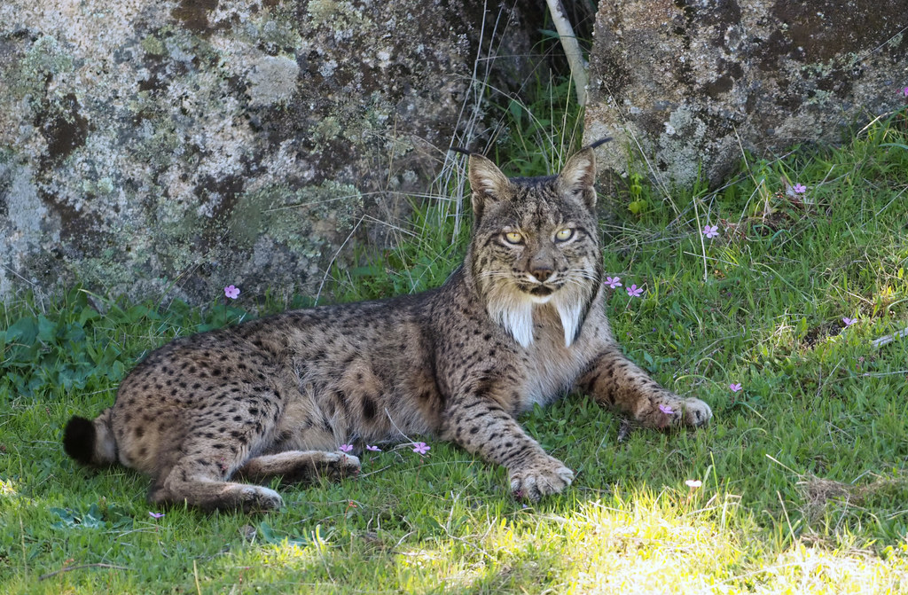 The Iberian Lynx: Europe's Conservation Success Story (Image Credits: Flickr)