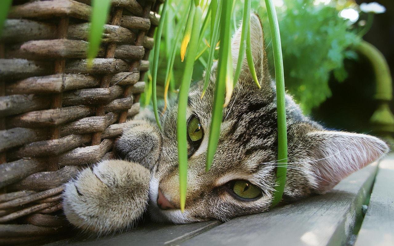 Natural Herbs for Feline Tranquility (Image Credits: Pixabay)