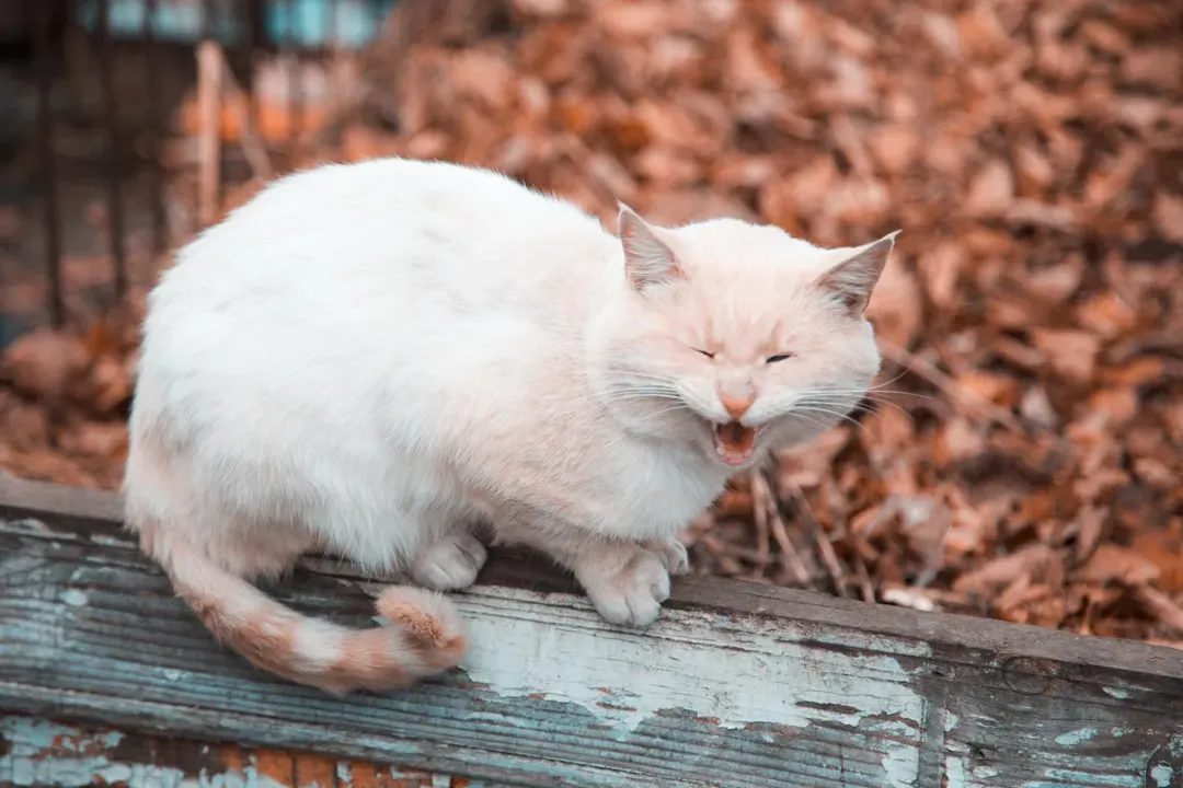 Conclusion: Understanding Your Cat's Emotional World (Image Credits: Unsplash)