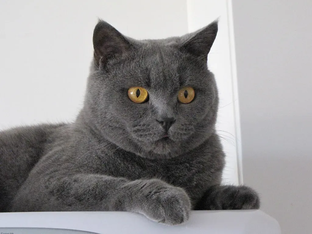 British Shorthair: The Low-Key Comfort Provider (Image Credits: Flickr)