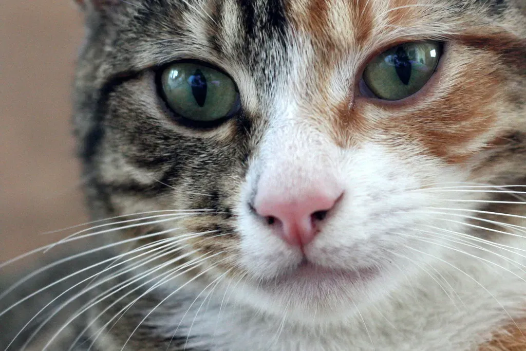 The Secret Language Hidden in Their Eyes (Image Credits: Flickr)