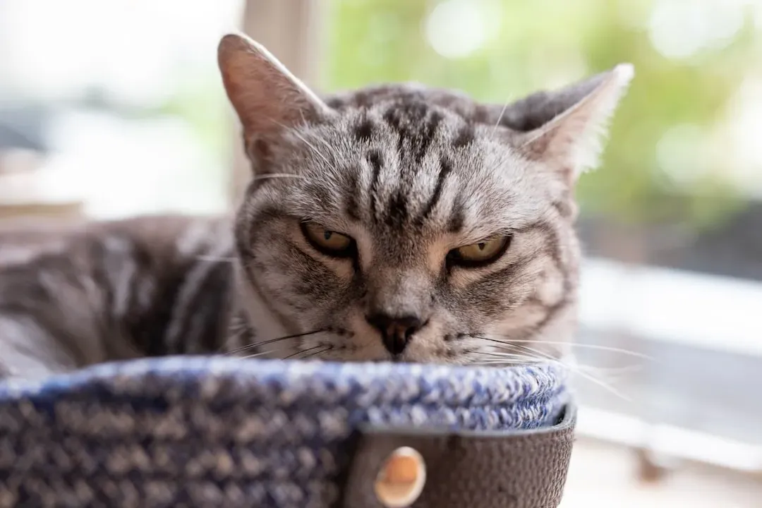 Myth 5: Cats Don't Experience Stress Because They're Self-Sufficient (Image Credits: Unsplash)