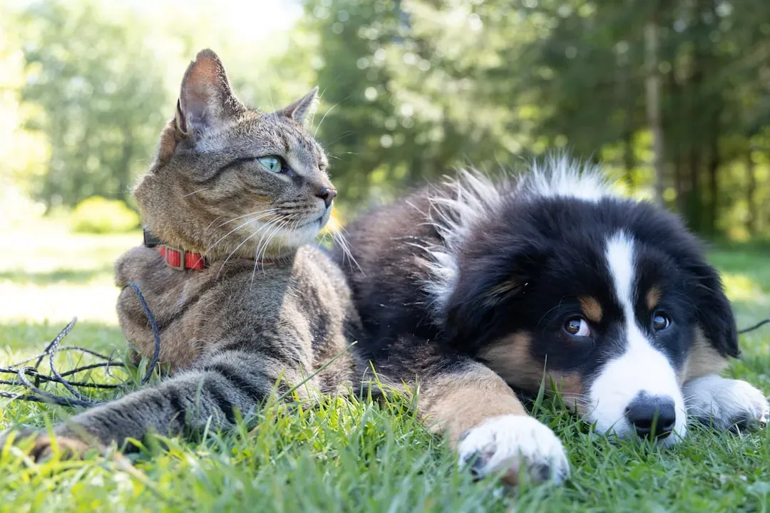 Why Cats Express Love Differently Than Dogs (Image Credits: Unsplash)
