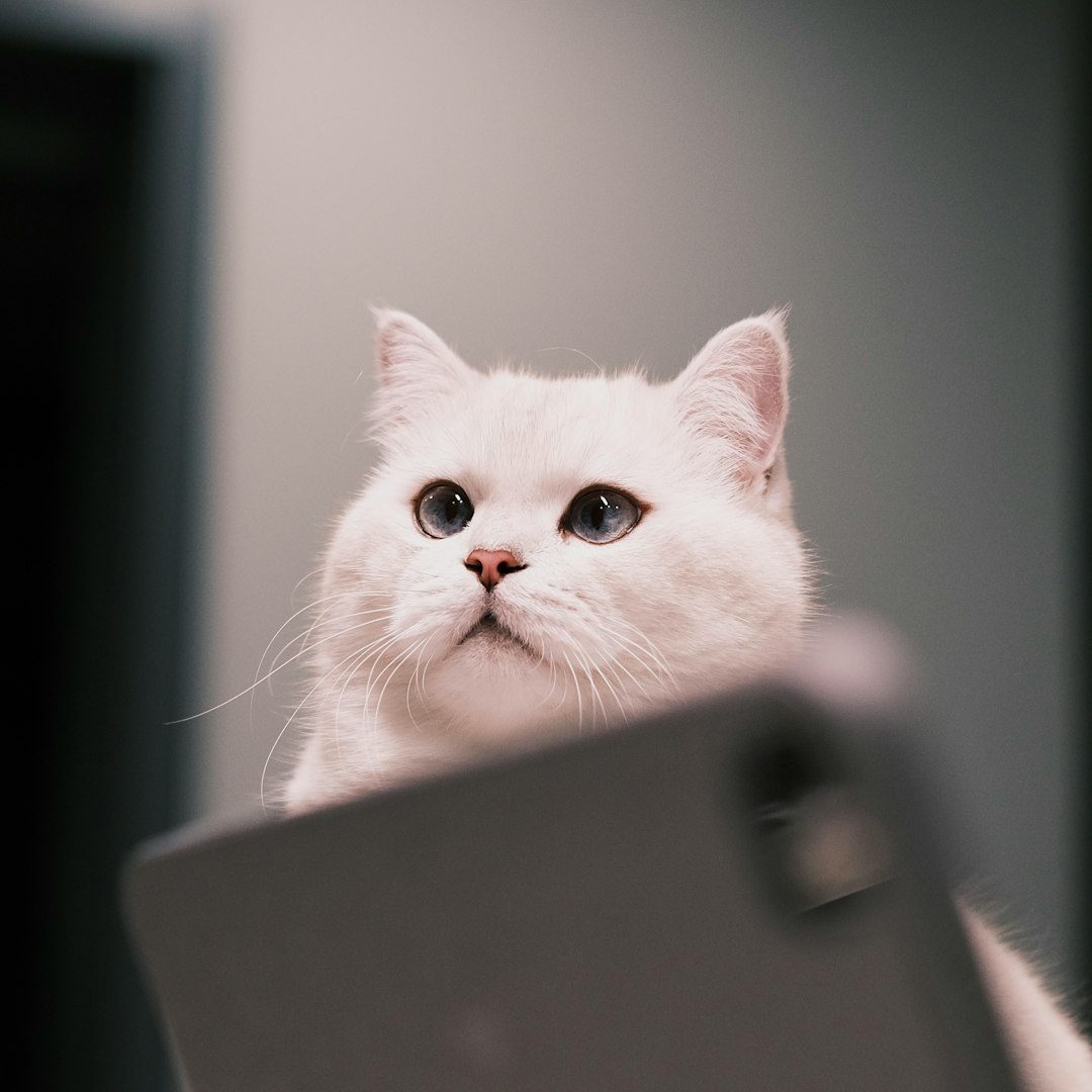 The Science Behind Feline Word Recognition (Image Credits: Unsplash)