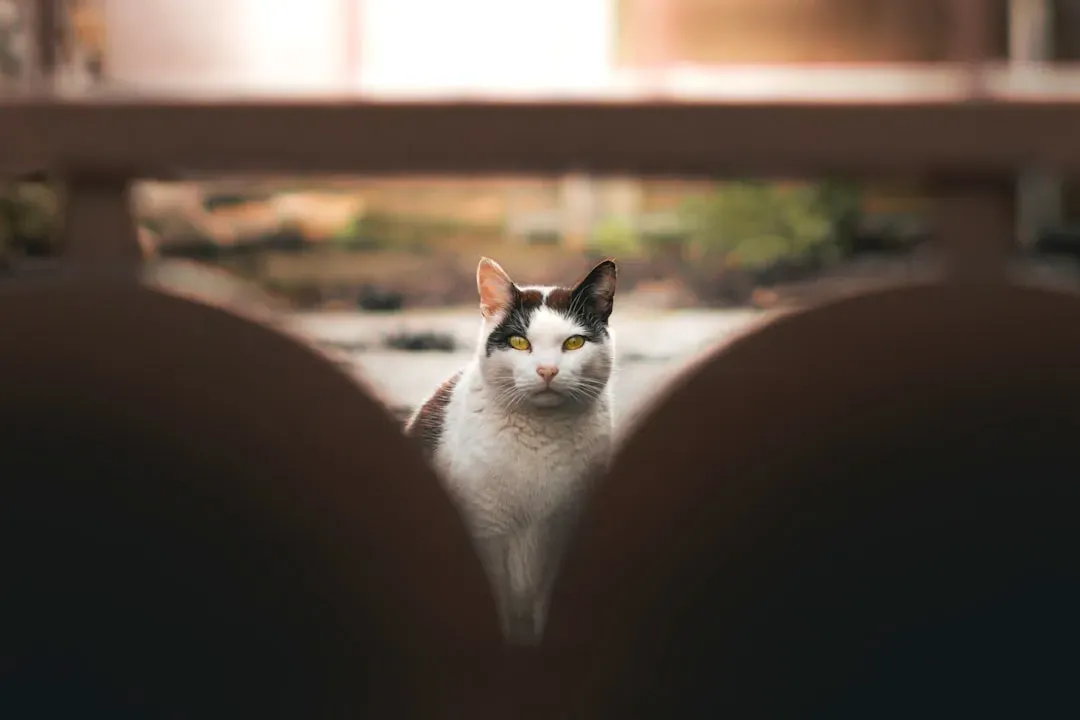 9. Your Cat Has a Wider Field of View Than You Do (Image Credits: Unsplash)