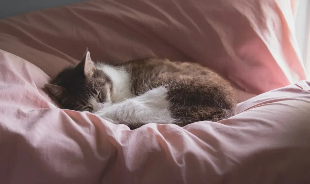 Your Cat Is Actually Crepuscular, Not Nocturnal (Image Credits: Unsplash)