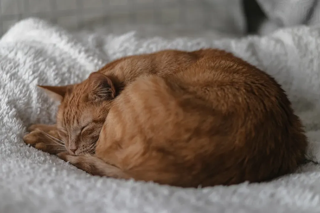 Claiming the Warmest Spot in Every Room (Image Credits: Unsplash)