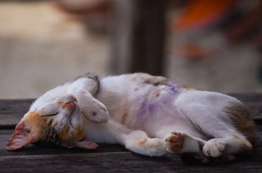 4. They Show You Their Belly (Image Credits: Unsplash)