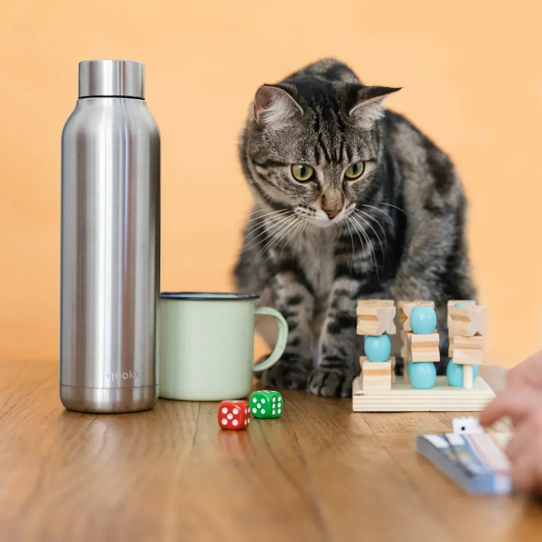 Misconception 6: Cats Can't Solve Problems (Image Credits: Unsplash)