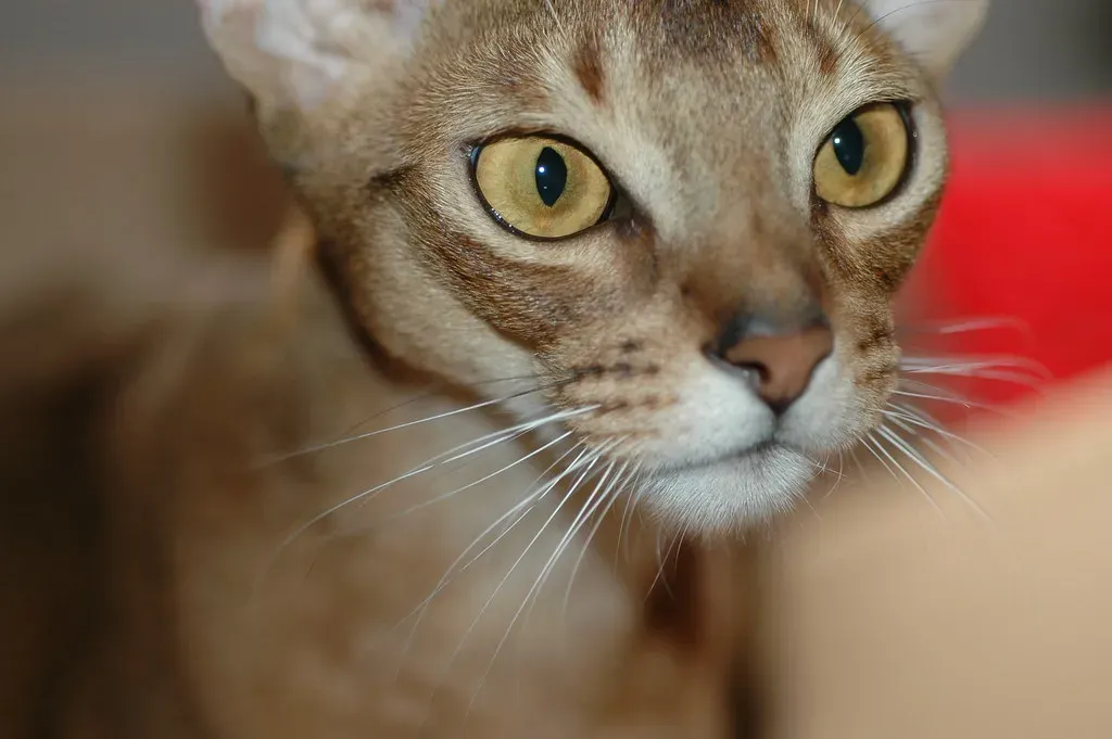 Whiskers Are Not Just Long Hairs - They Are Living Sensory Organs (John Morton, Flickr, CC BY-SA 2.0)