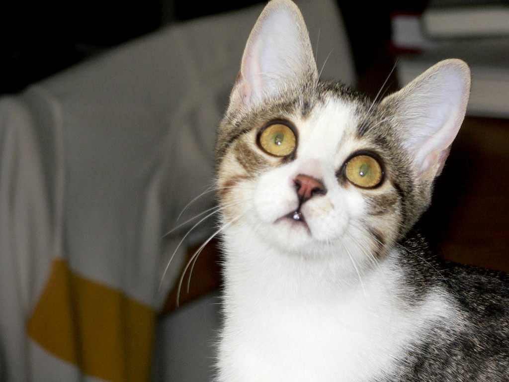 Cognitive Confusion and Disorientation (Image Credits: Flickr)