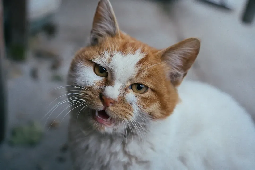 Hyperthyroidism: The Hidden Condition Behind the Changed Meow (Image Credits: Unsplash)