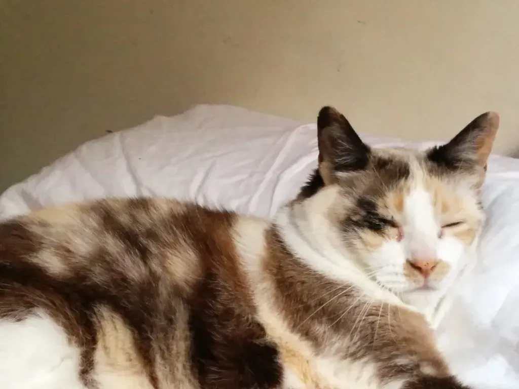 Familiar Habits Die Hard (Image Credits: Flickr)