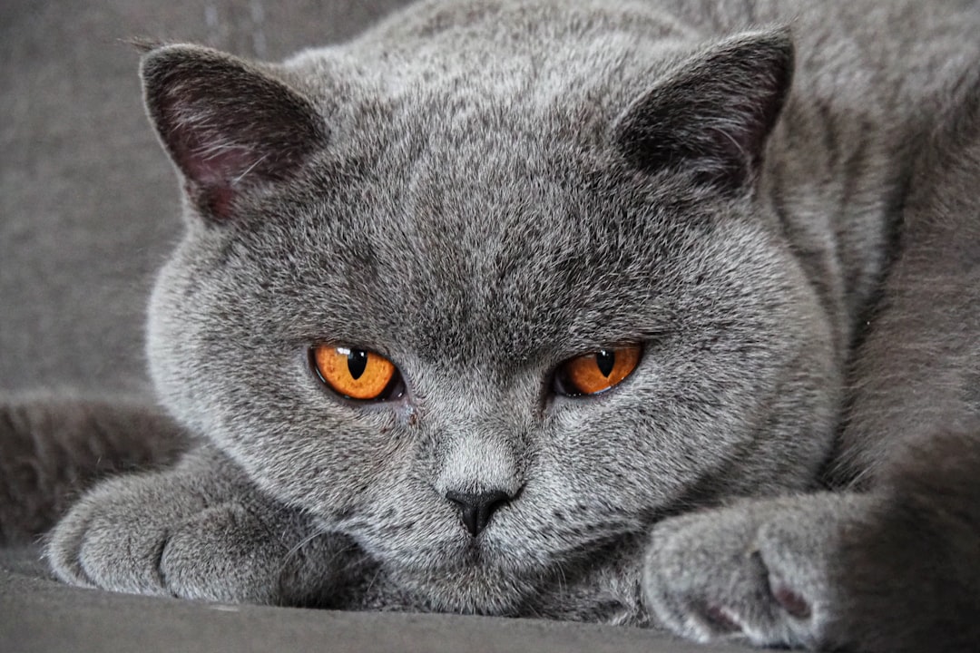 British Shorthair (Image Credits: Unsplash)