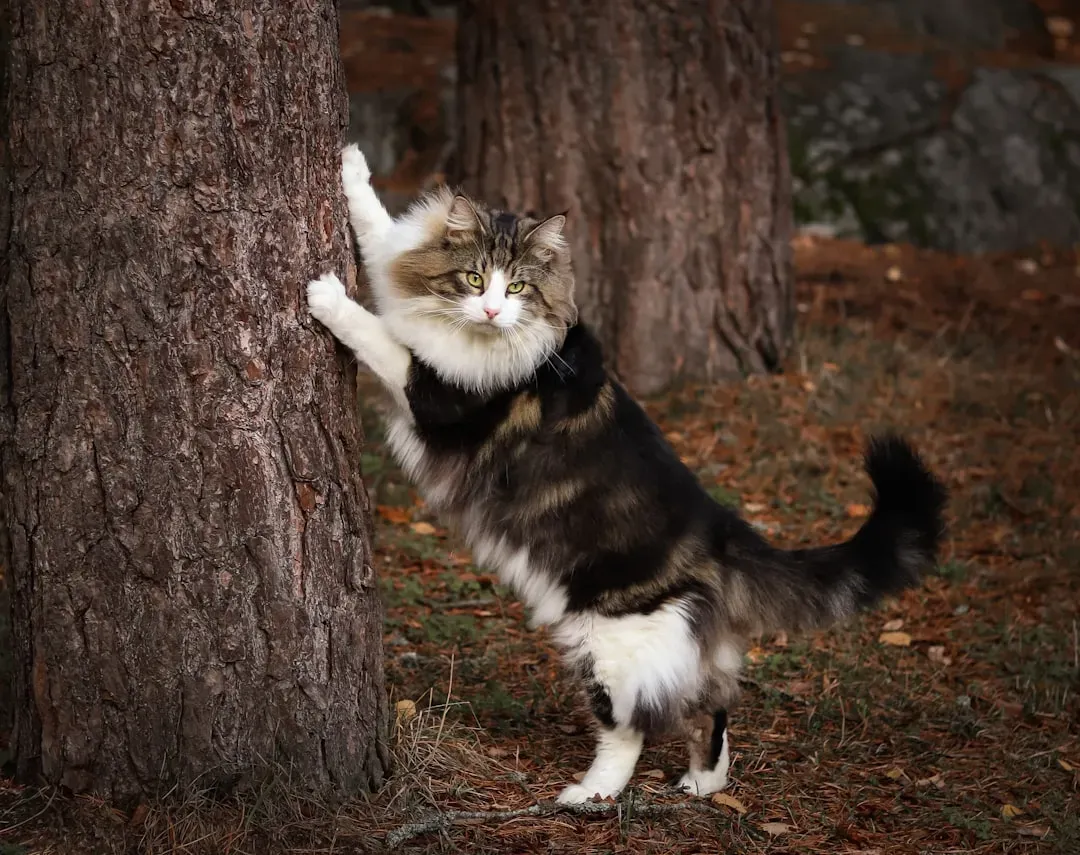 14. The Norwegian Forest Cat: The Self-Sufficient Adventurer (Image Credits: Unsplash)