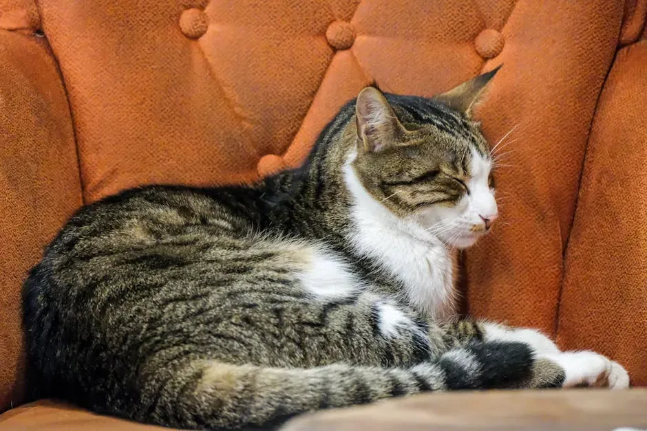 Do Cats Experience Nightmares? (Image Credits: Pexels)