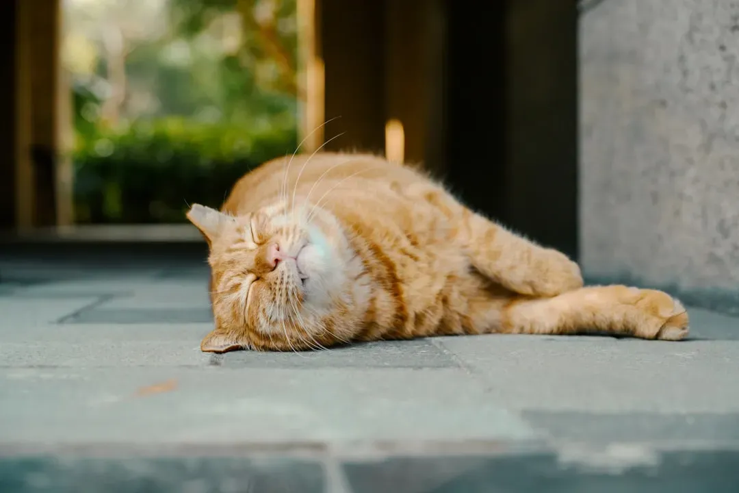 7. Excessive Sleeping: The Energy Conservation Strategy (Image Credits: Unsplash)