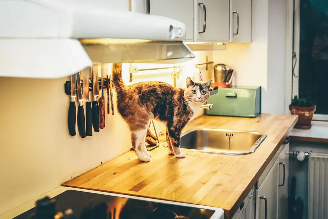 7. They Scale the Counters the Moment You Leave the Kitchen (Image Credits: Unsplash)