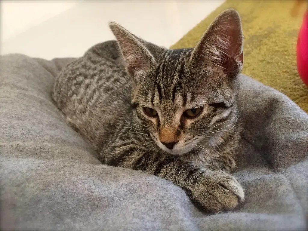 Conclusion: Never Underestimate the Cat on the Couch (Image Credits: Flickr)