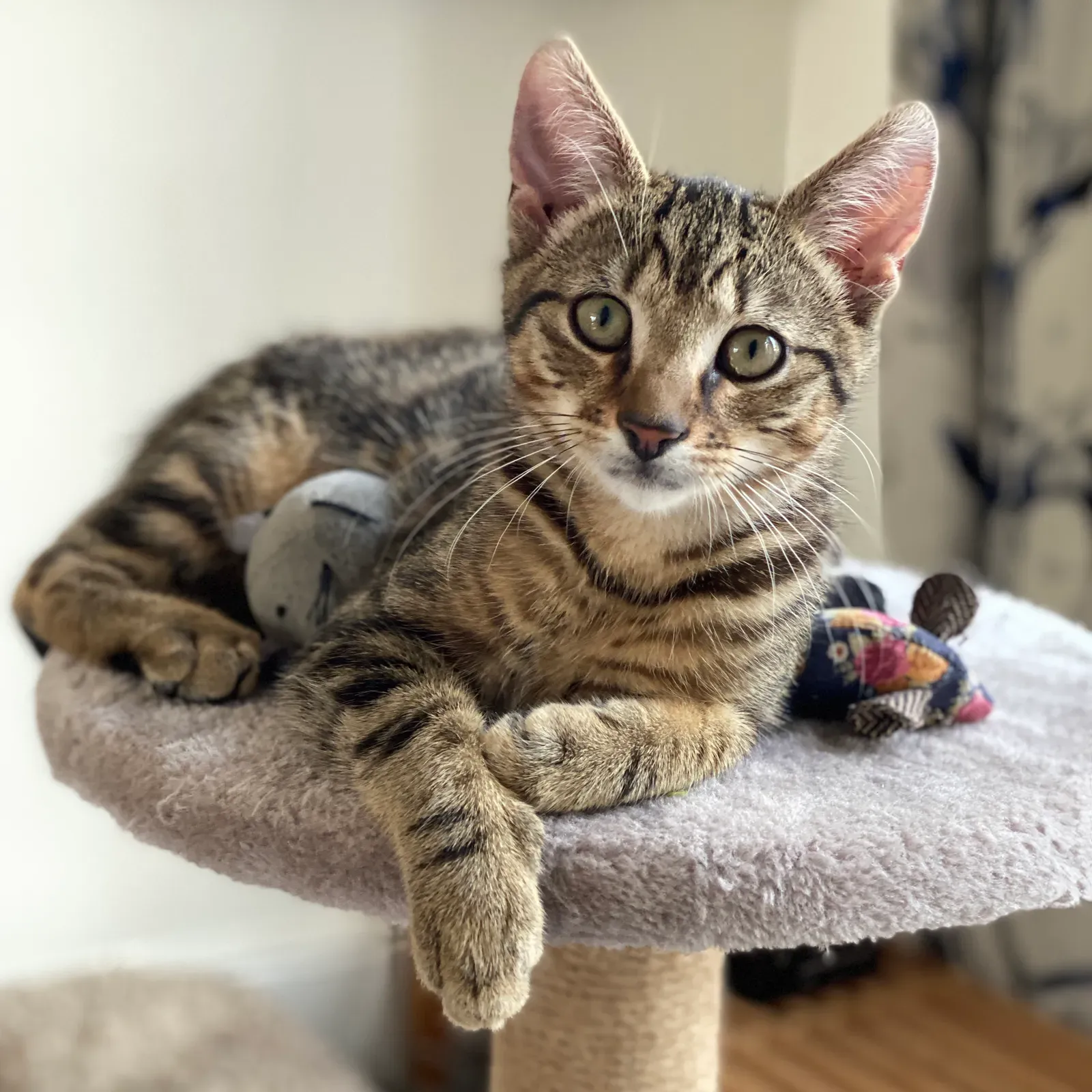 Your Cat Expects a Clean, Safe Environment (Image Credits: Wikimedia)