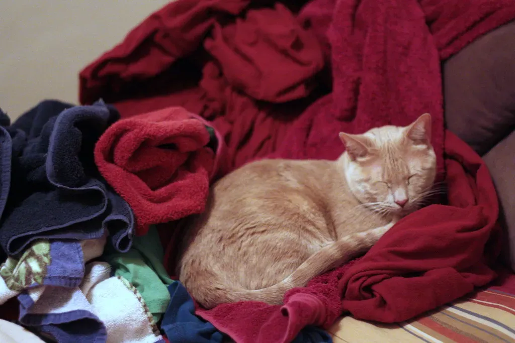 Your Fresh Laundry Piles Are Irresistible Nests (Image Credits: Flickr)
