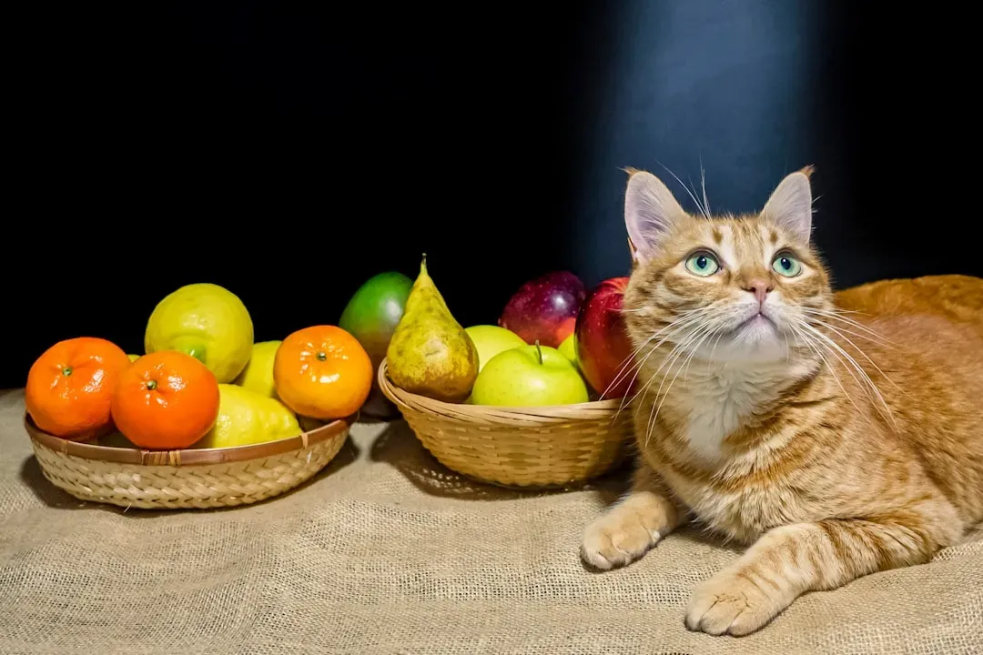 Misconception #5: Cats Can Safely Eat a Vegetarian or Vegan Diet (Image Credits: Unsplash)