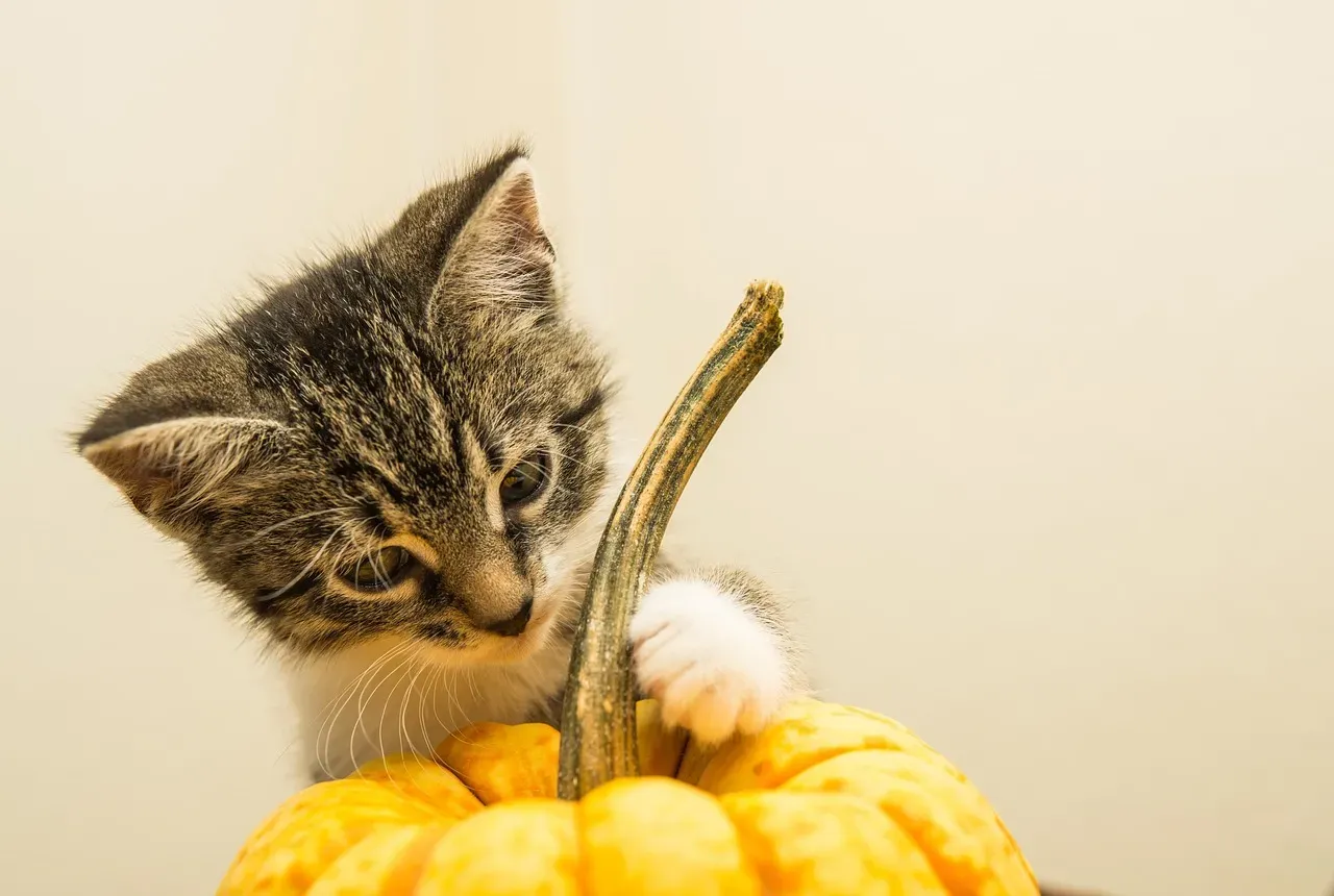 What Types of Pumpkin Are Dangerous for Cats? (Image Credits: Pixabay)