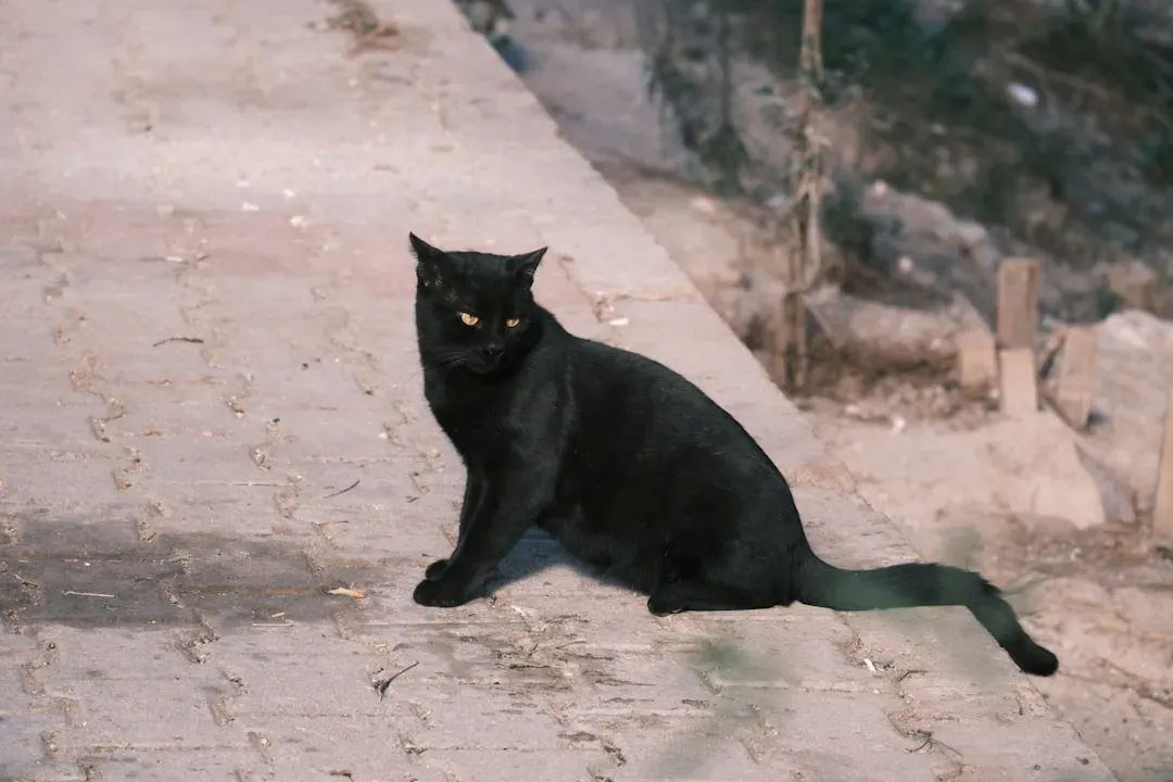 Bombay Cat (Image Credits: Unsplash)