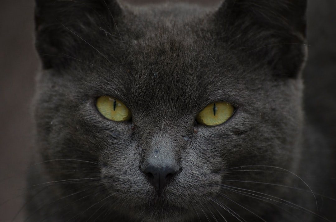 4. Direct Staring and Intense Eye Contact (Image Credits: Unsplash)