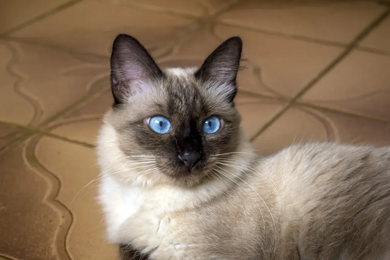 The Siamese: Vocal Lovers Who Demand Your Attention (Image Credits: Pixabay)