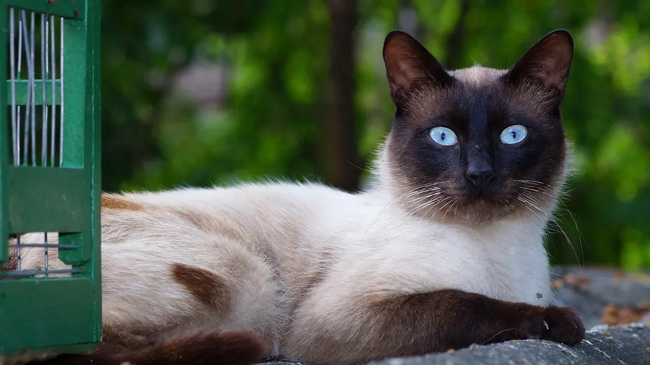Siamese Cats: Thai Heat Tolerance Shines Through (Image Credits: Pixabay)