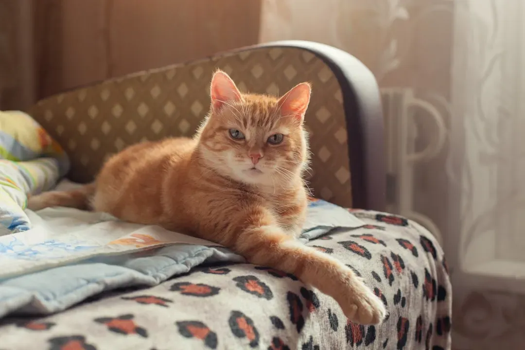Conclusion: Your Cat Is Smarter Than You've Been Giving Them Credit For (Image Credits: Unsplash)