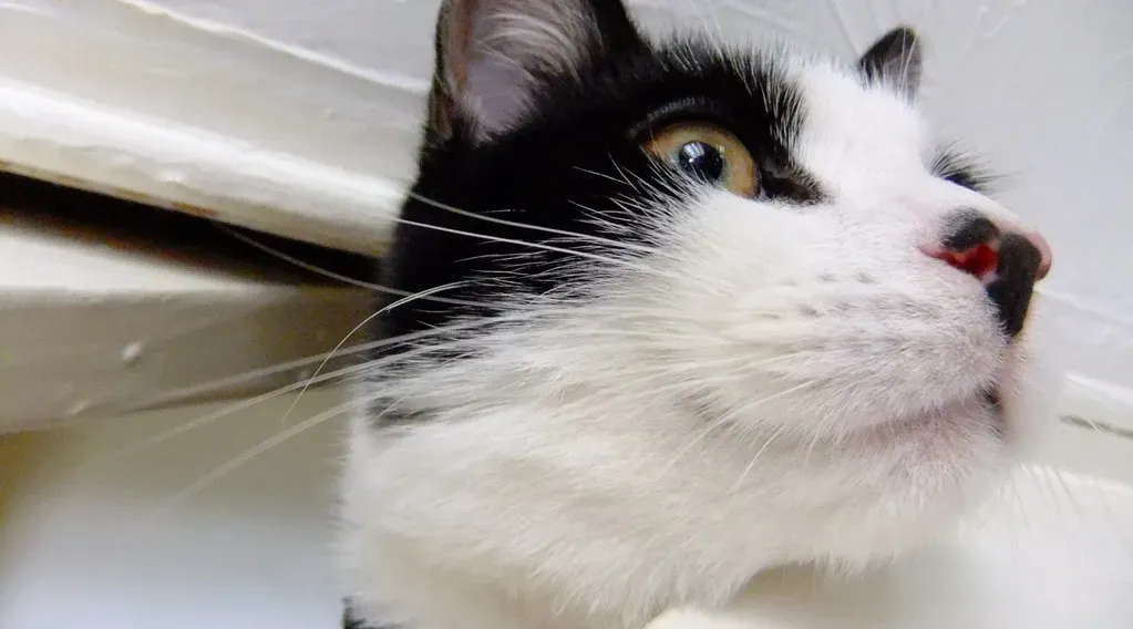 11. The Shape of a Whisker Is Engineered for Precision (Image Credits: Flickr)