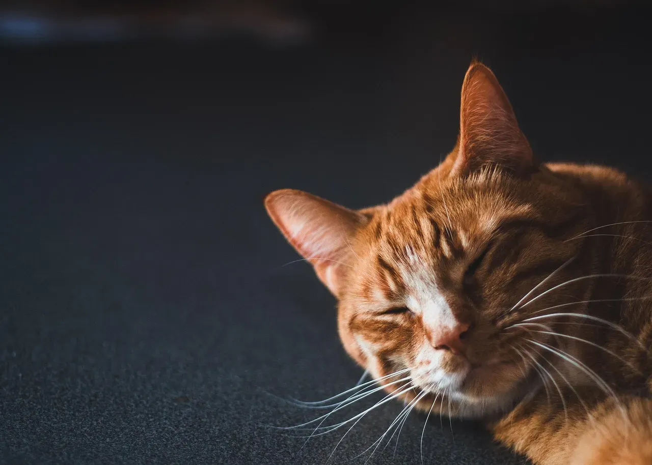 Why Evolution Made Cats the Ultimate Nappers (Image Credits: Pixabay)