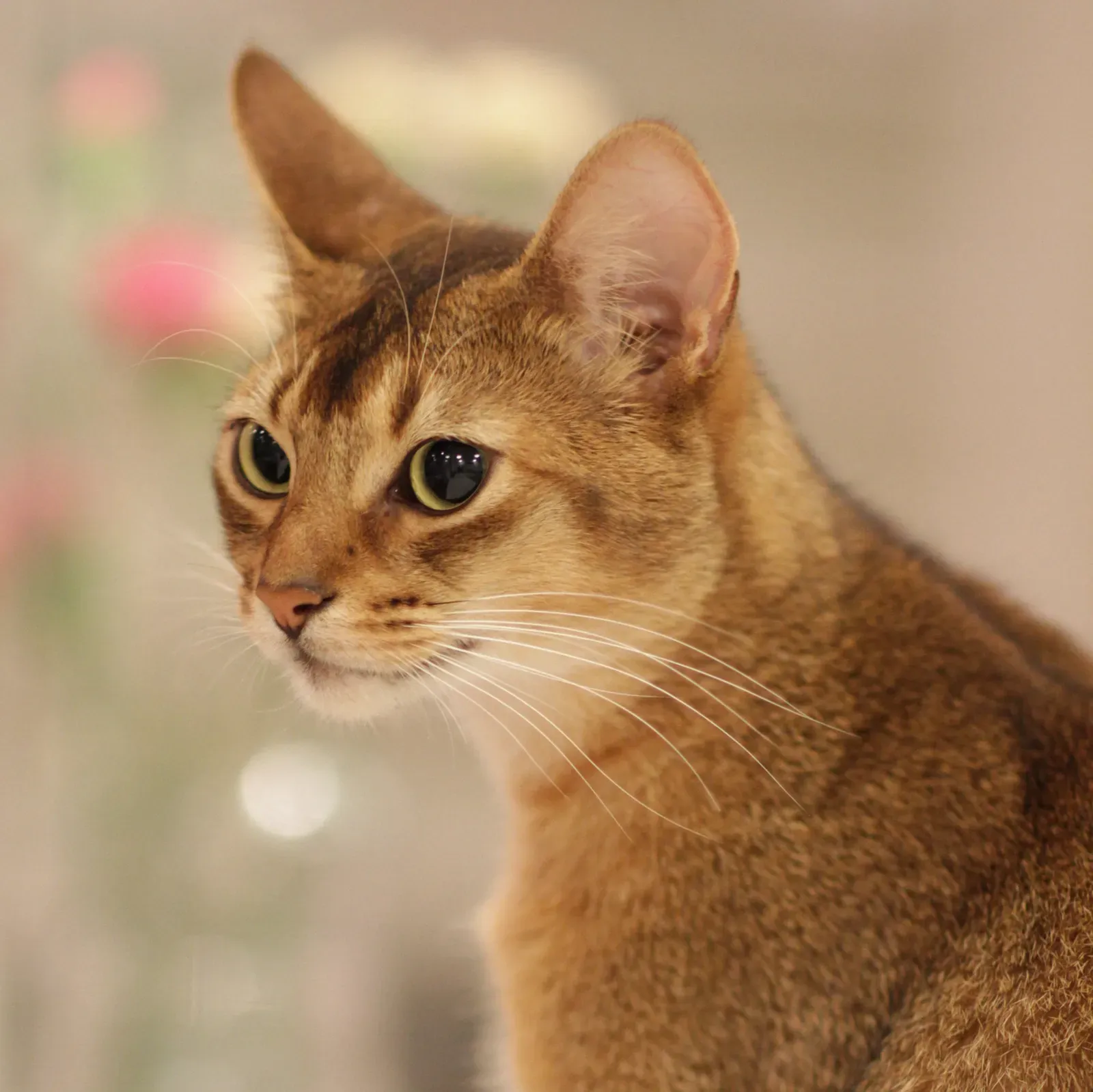 The Abyssinian: The Clowns of the Cat Kingdom (Image Credits: Wikimedia)