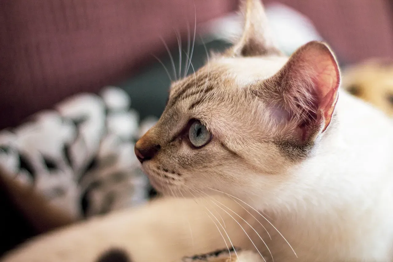 Their Cognitive Abilities Are Seriously Impressive (Image Credits: Pixabay)