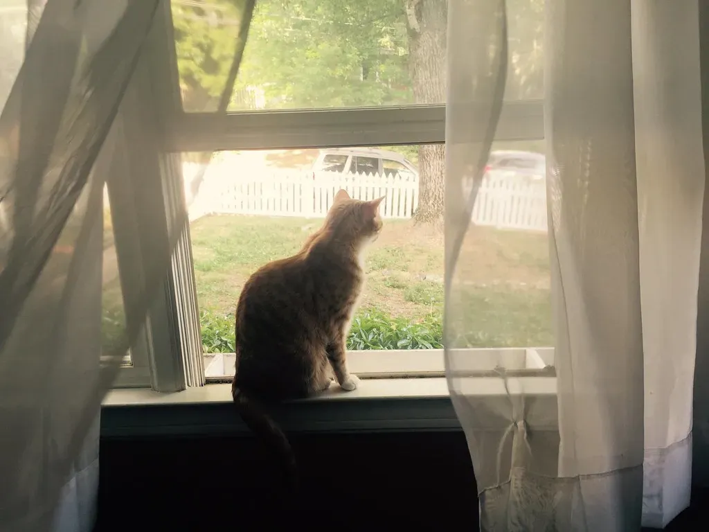 Your Cat Is Also the Neighborhood Security Guard (Harley_J, Flickr, CC BY 2.0)