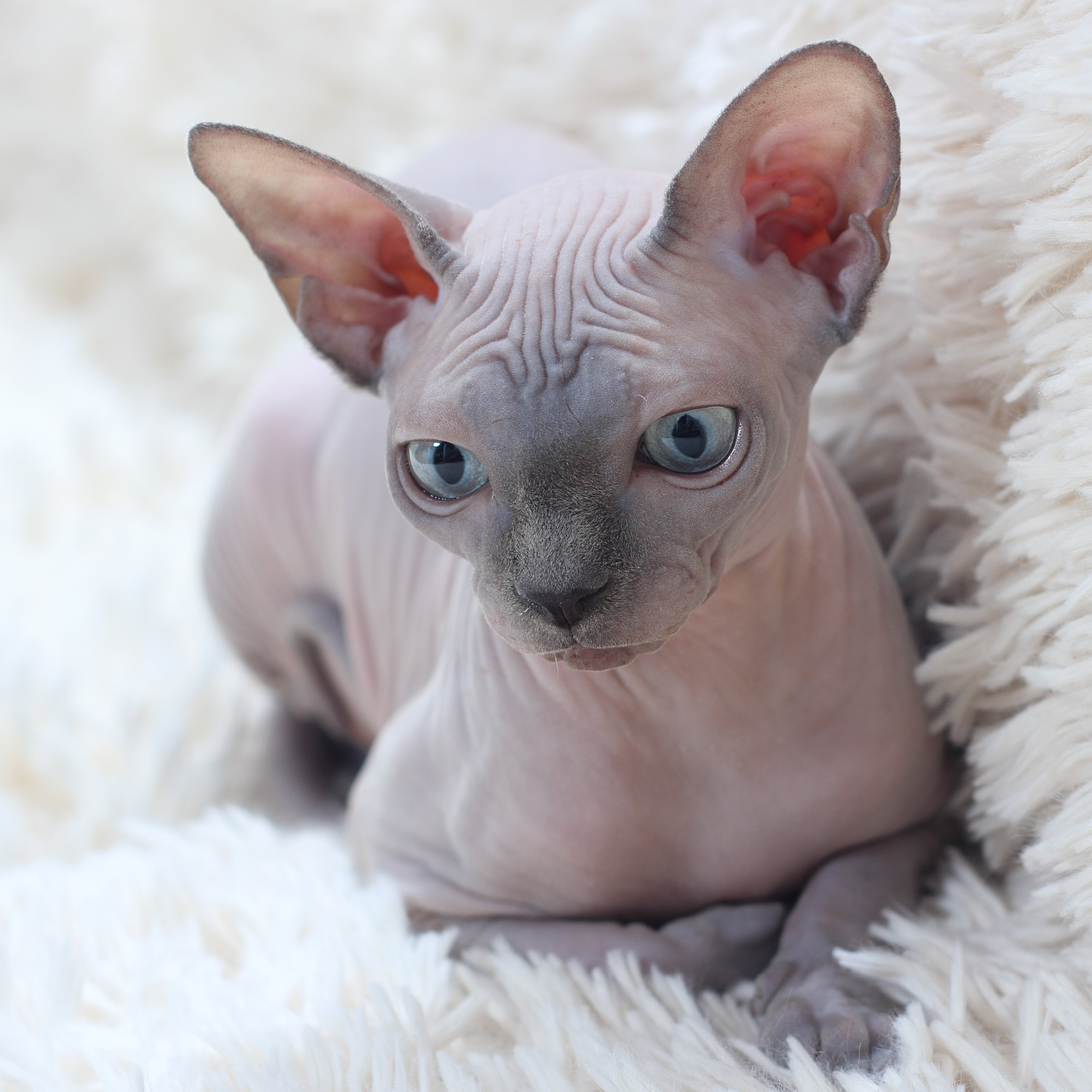Sphynx: The Hairless Wonder (Image Credits: Wikimedia)