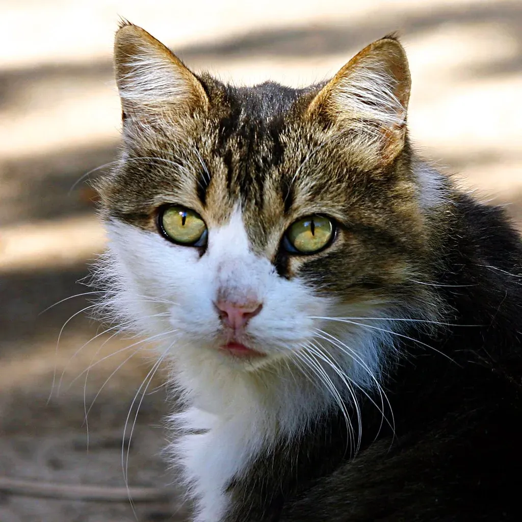 What Happens When Play Needs Go Unmet (Image Credits: Flickr)