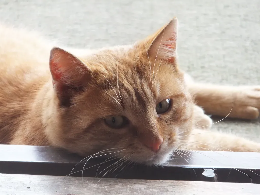 The Power of Tone (When They Bother To Notice) (Image Credits: Flickr)