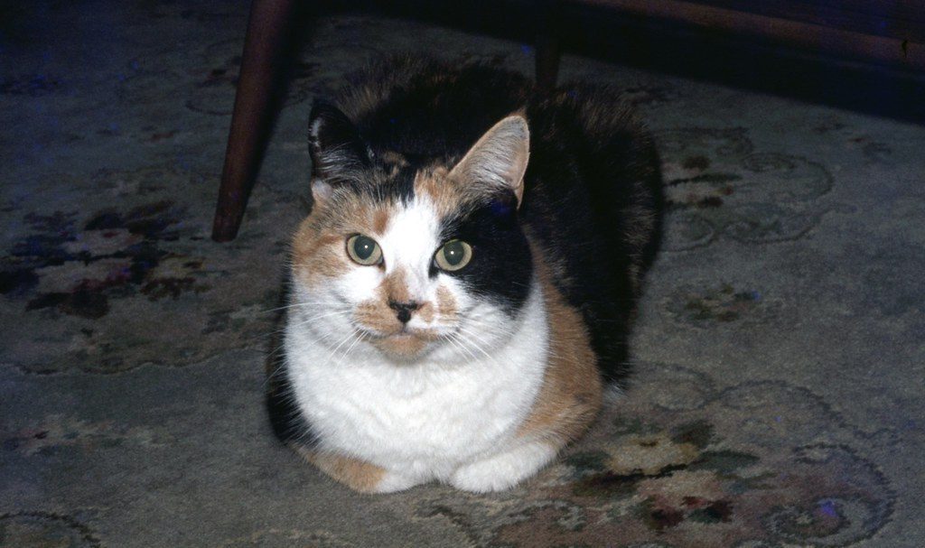 Japanese Bobtail: The Canine Copycat (Image Credits: Flickr)