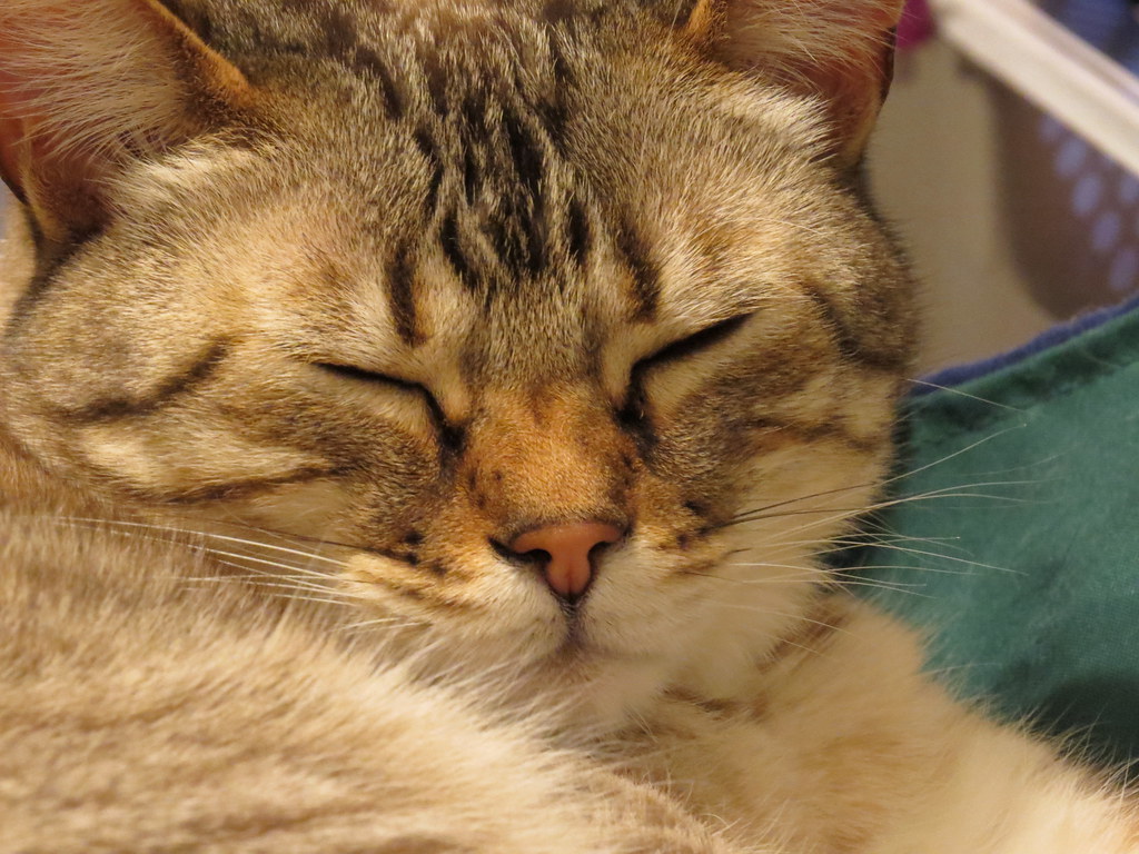 The Sacred Slow Blink