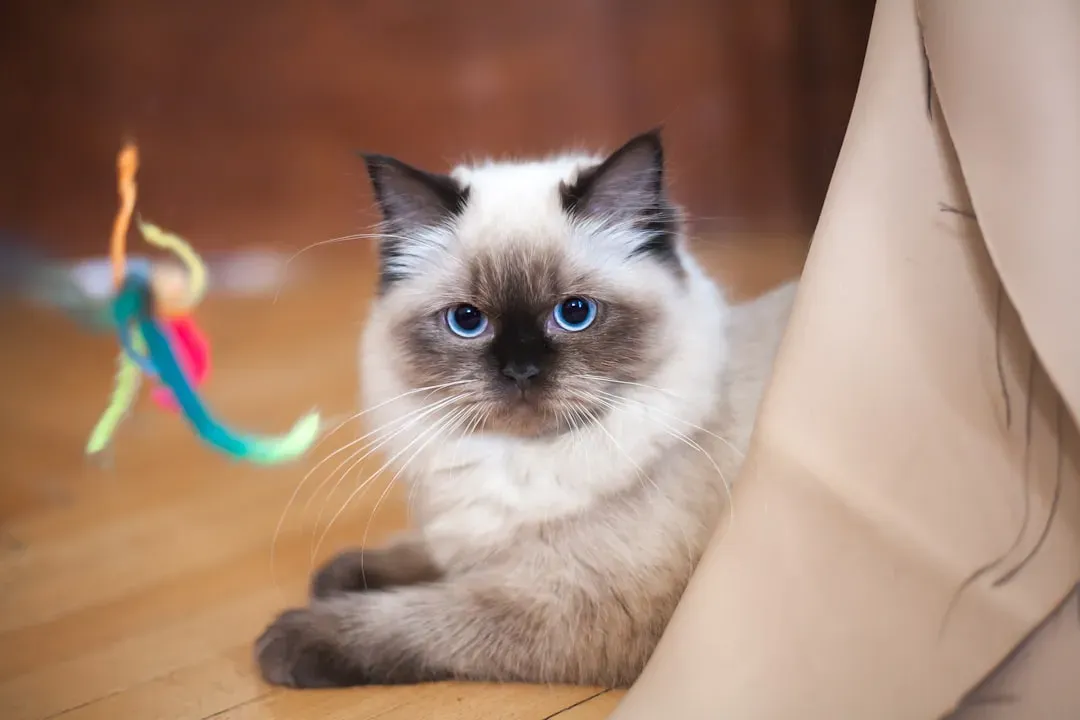 Ragdoll: The Gentle Soul Who Follows You Everywhere (Image Credits: Unsplash)