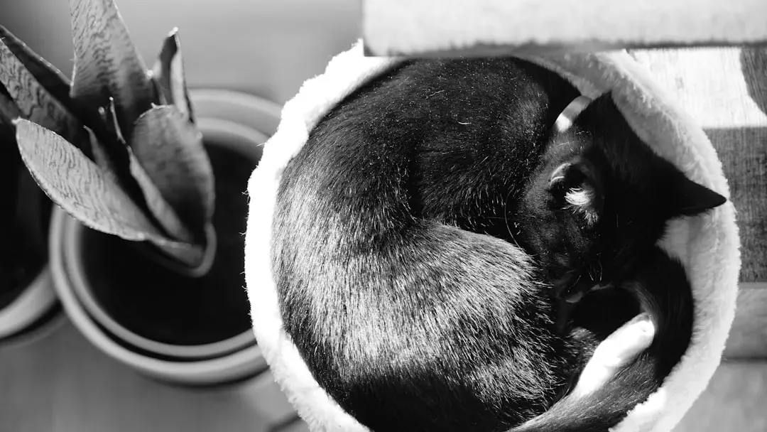 Elevated Feeding Bowls That Make Mealtime Comfortable (Image Credits: Unsplash)