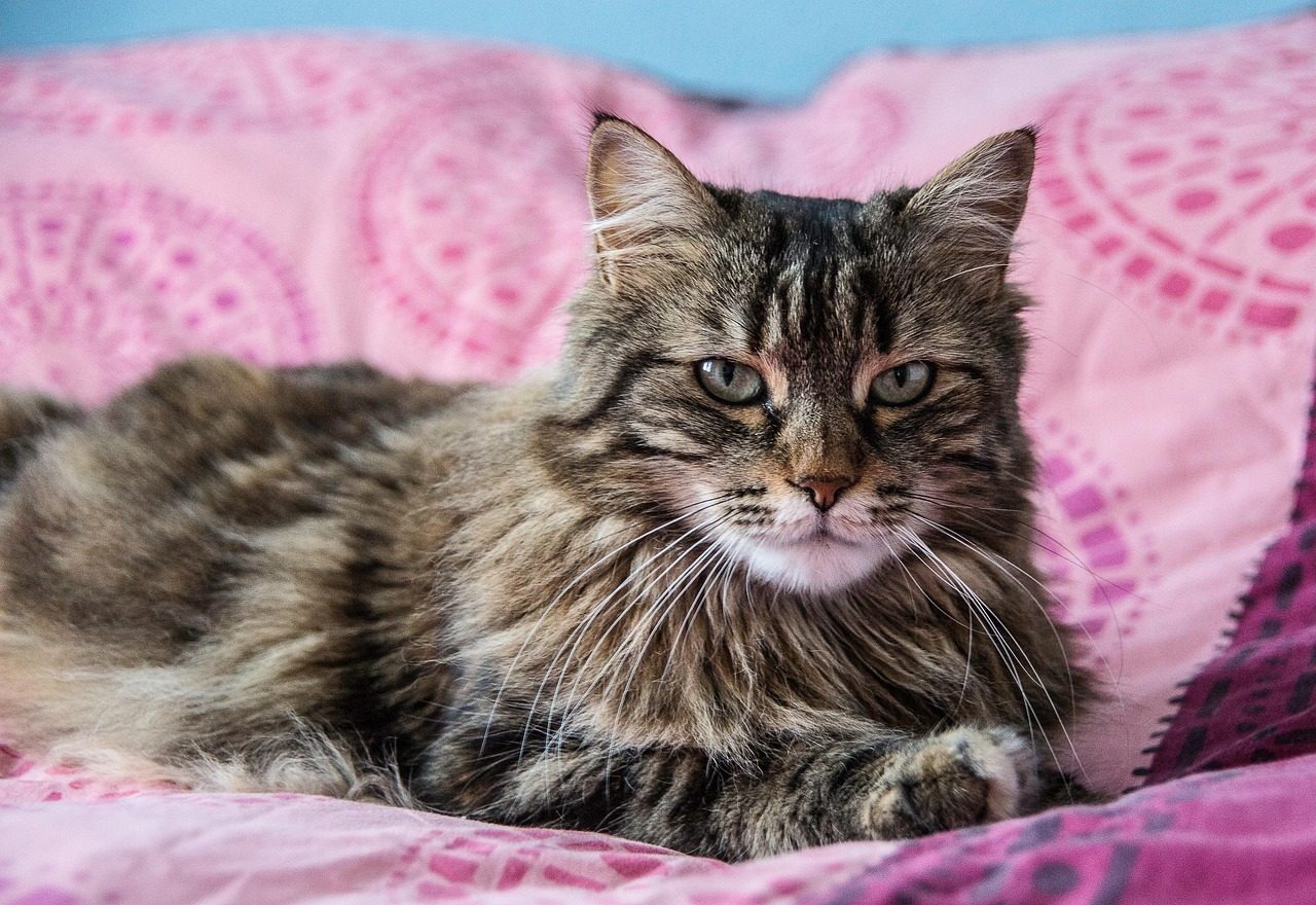 Create a Safe Indoor Living Environment (Image Credits: Pixabay)