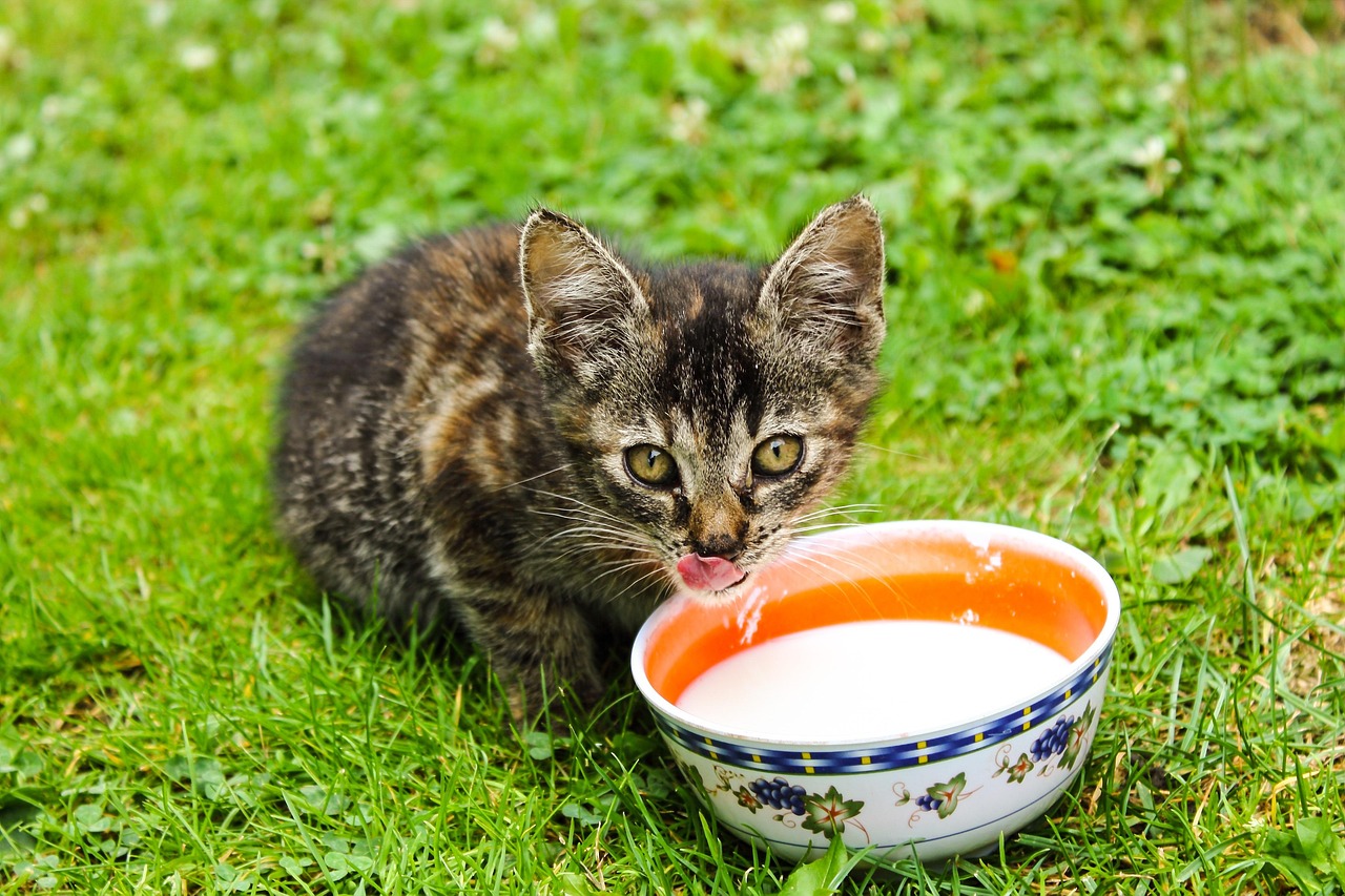 Milk Is Good for Cats (Image Credits: Pixabay)