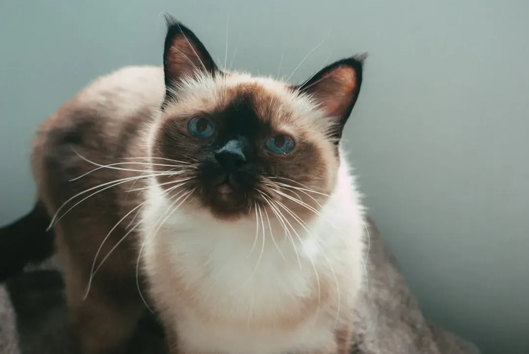 3. Siamese: The Vocal, Devoted Companion (Image Credits: Unsplash)